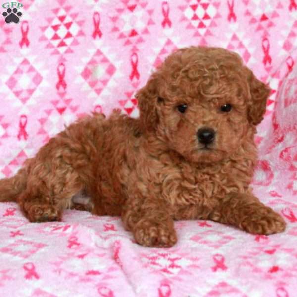 Cooper, Miniature Poodle Puppy