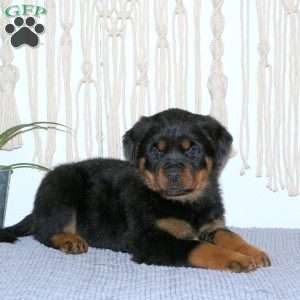 Cooper, Rottweiler Puppy