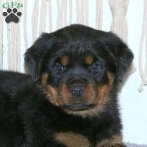 Cooper, Rottweiler Puppy