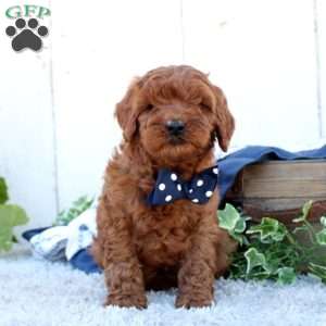 Copper, Cavapoo Puppy