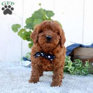 Copper, Cavapoo Puppy