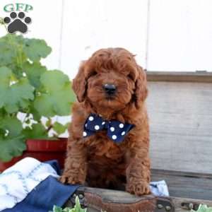 Copper, Cavapoo Puppy