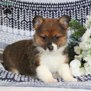 Cora, Pomeranian Mix Puppy
