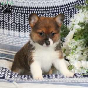 Cora, Pomeranian Mix Puppy