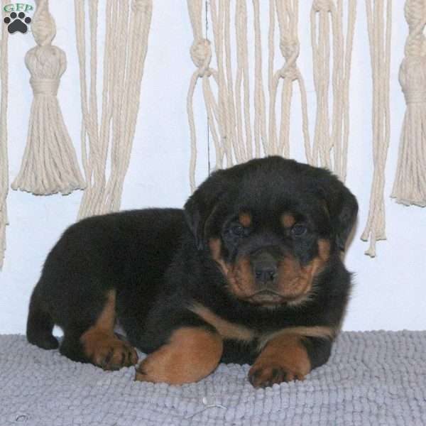 Cramer, Rottweiler Puppy