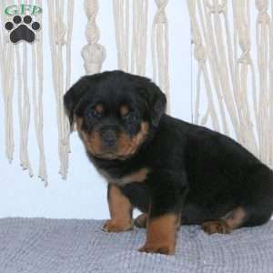 Cramer, Rottweiler Puppy