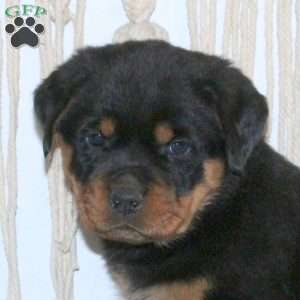 Cramer, Rottweiler Puppy