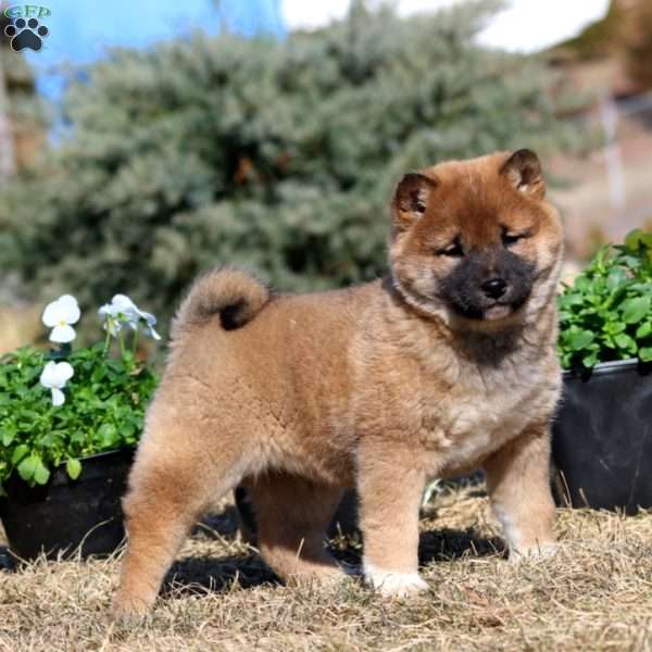 Crissy, Shiba Inu Puppy