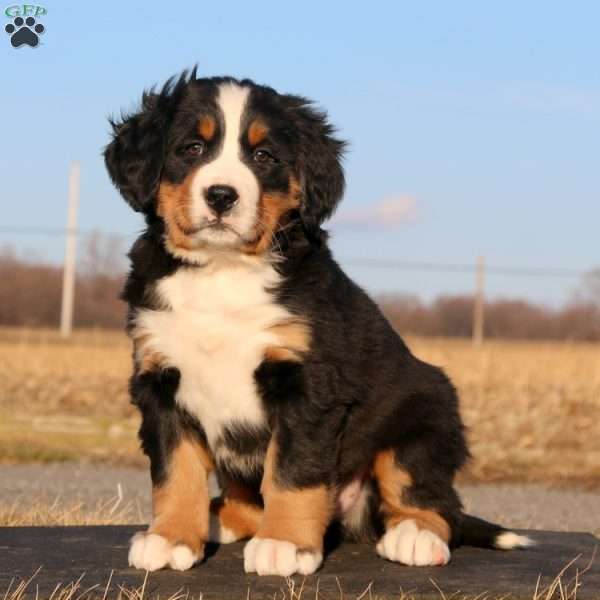 Crush, Bernese Mountain Dog Puppy