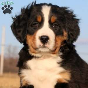 Crush, Bernese Mountain Dog Puppy