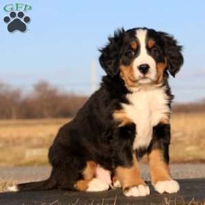 Crush, Bernese Mountain Dog Puppy