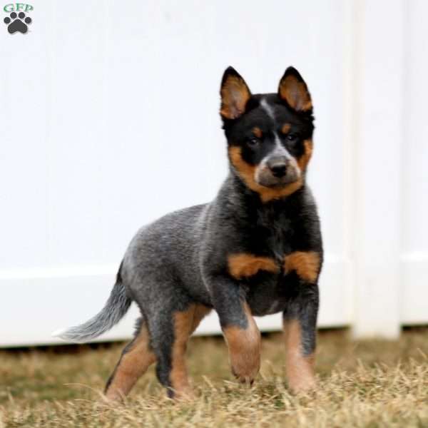 Cuddles, Blue Heeler – Australian Cattle Dog Puppy