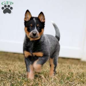 Cuddles, Blue Heeler – Australian Cattle Dog Puppy