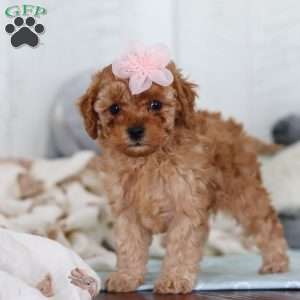 Cutie, Cavapoo Puppy