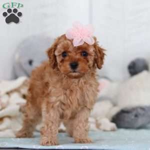 Cutie, Cavapoo Puppy