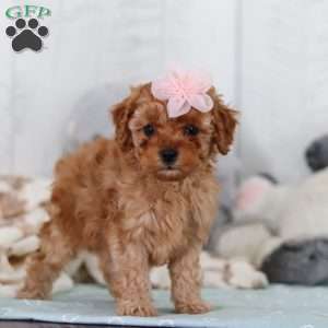 Cutie, Cavapoo Puppy