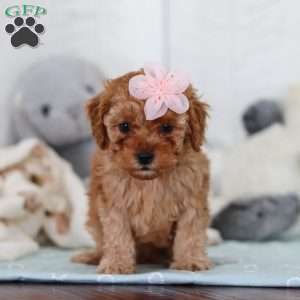 Cutie, Cavapoo Puppy