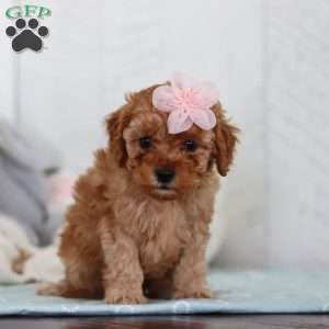 Cutie, Cavapoo Puppy