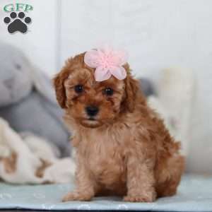 Cutie, Cavapoo Puppy