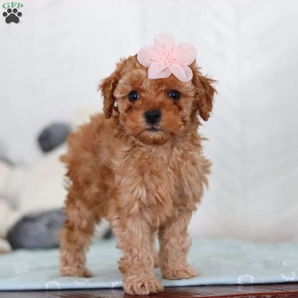 Cutie, Cavapoo Puppy