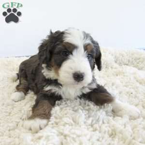 Travis, Mini Bernedoodle Puppy