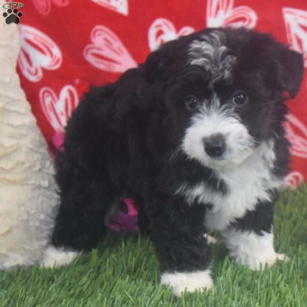 Princess, Aussiedoodle Puppy