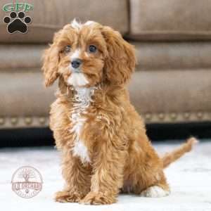 Star, Cavapoo Puppy