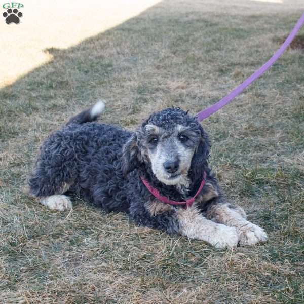 Gaby, Mini Bernedoodle Puppy