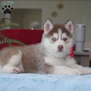 Belle, Siberian Husky Puppy