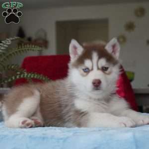 Belle, Siberian Husky Puppy