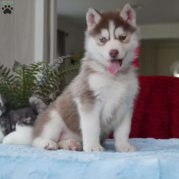 Belle, Siberian Husky Puppy