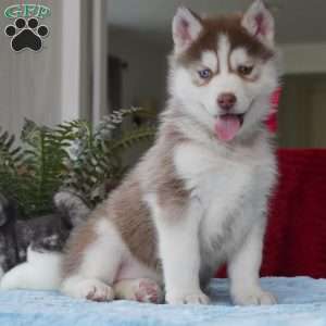 Belle, Siberian Husky Puppy