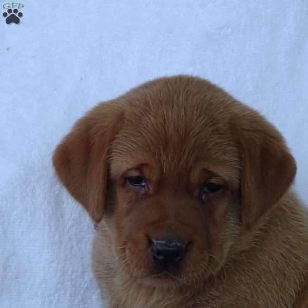 Bluebell Beauty, Fox Red Labrador Retriever Puppy