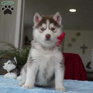 Belle, Siberian Husky Puppy