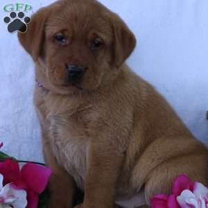 Bluebell Beauty, Fox Red Labrador Retriever Puppy