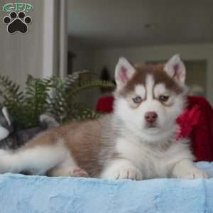 Belle, Siberian Husky Puppy