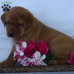 Bluebell Beauty, Fox Red Labrador Retriever Puppy