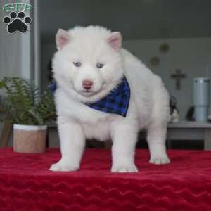 Ghost, Siberian Husky Puppy