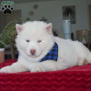 Ghost, Siberian Husky Puppy