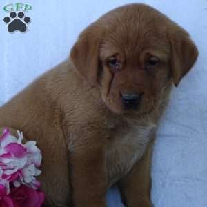 Bluebell Beauty, Fox Red Labrador Retriever Puppy