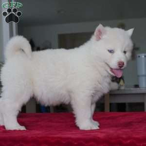 Ghost, Siberian Husky Puppy