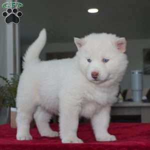 Ghost, Siberian Husky Puppy