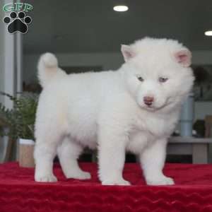 Ghost, Siberian Husky Puppy