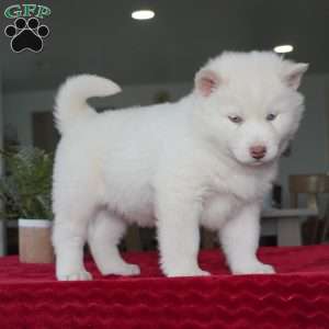 Ghost, Siberian Husky Puppy