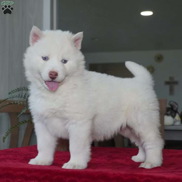 Ghost, Siberian Husky Puppy