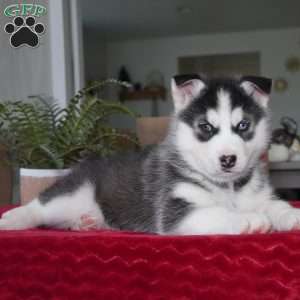 Bear, Siberian Husky Puppy