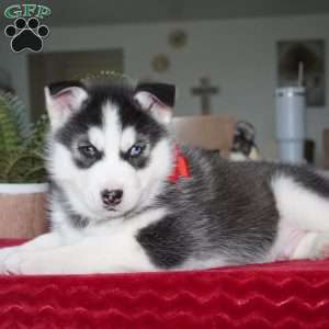 Bear, Siberian Husky Puppy