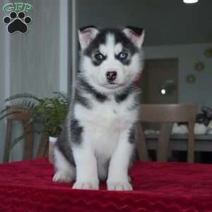 Bear, Siberian Husky Puppy