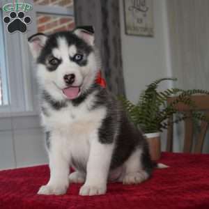 Bear, Siberian Husky Puppy