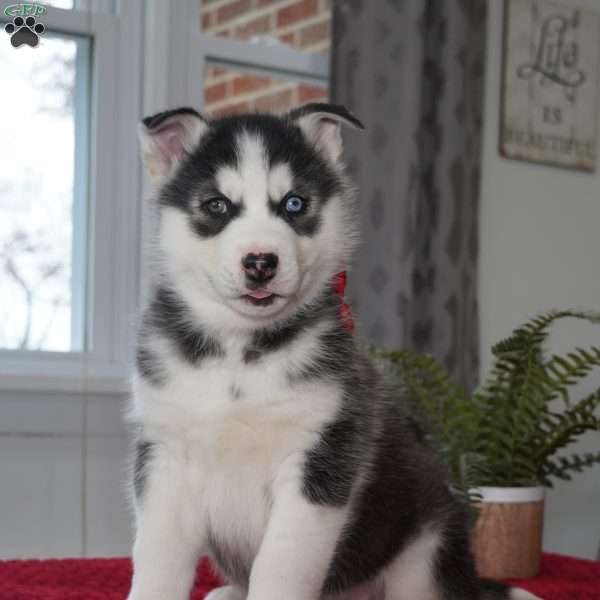 Bear, Siberian Husky Puppy